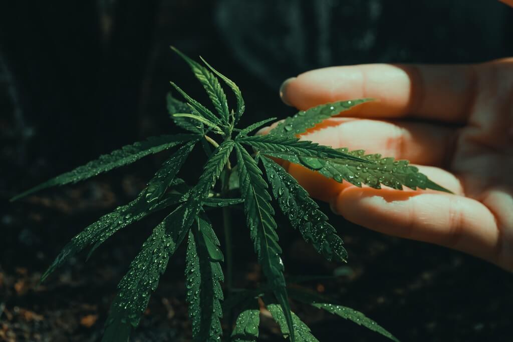 Healthy marijuana plants being watered in a lush garden.