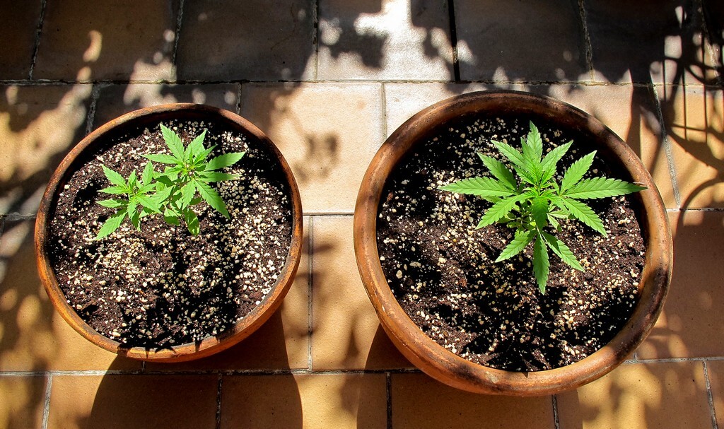 Uma planta de maconha saudável em vaso com ferramentas de jardinagem.