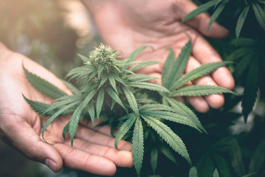 Uma pessoa cuidando de plantas de maconha em uma sala de cultivo interno.