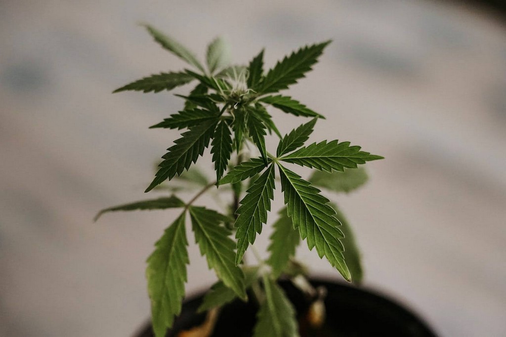 Uma pessoa inspeciona plantas de cannabis em uma estufa.