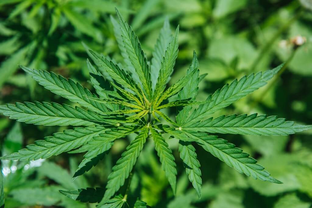 Uma planta de maconha cercada por microorganismos protetores em uma fotografia natural.