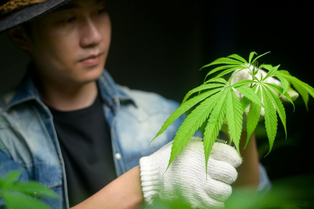 Uma pessoa podando plantas de maconha em uma sala de cultivo.