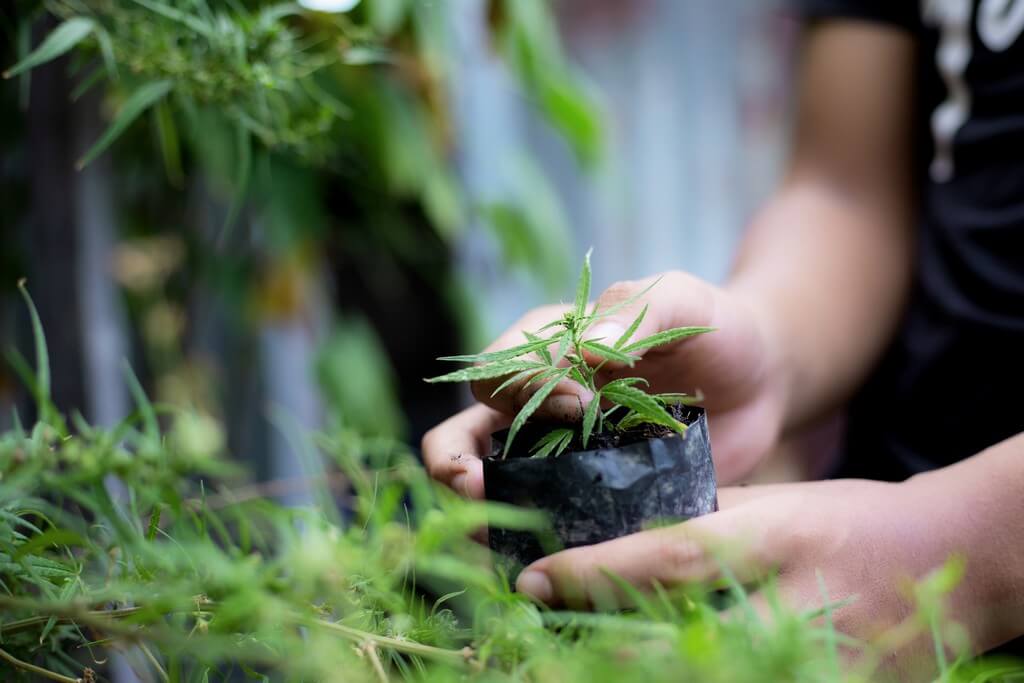 Uma planta de cannabis saudável cercada de nutrientes equilibrados em um ambiente animado.