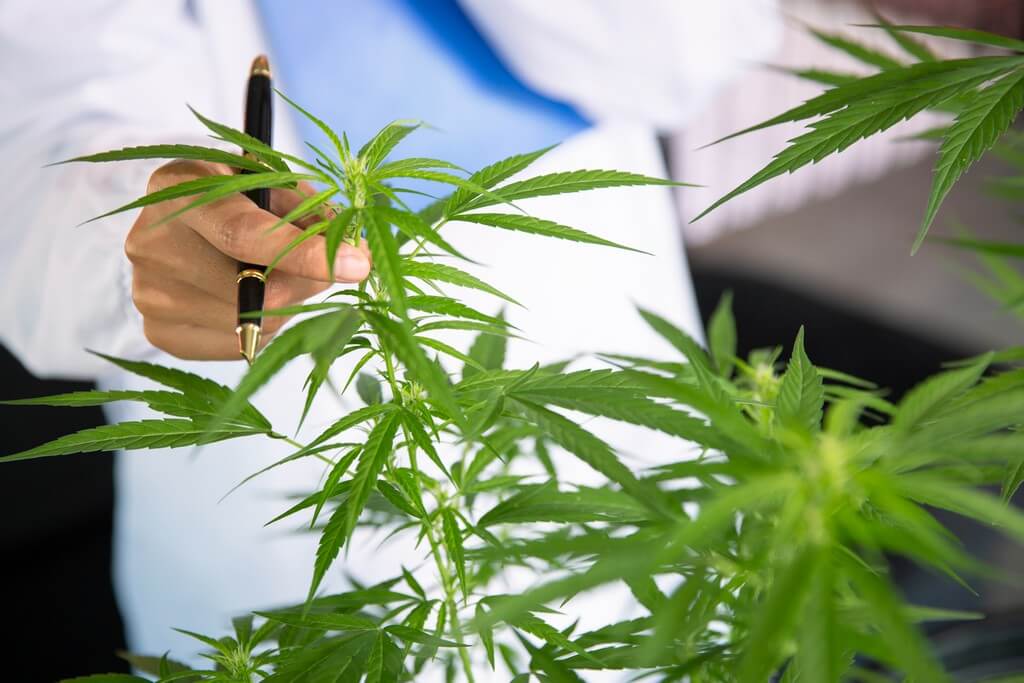 A photo of cannabis leaves with discoloration, surrounded by gardening tools and people.