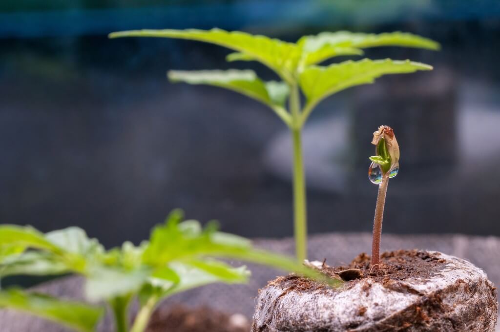 Uma foto de sementes germinando no solo com ferramentas de jardinagem.