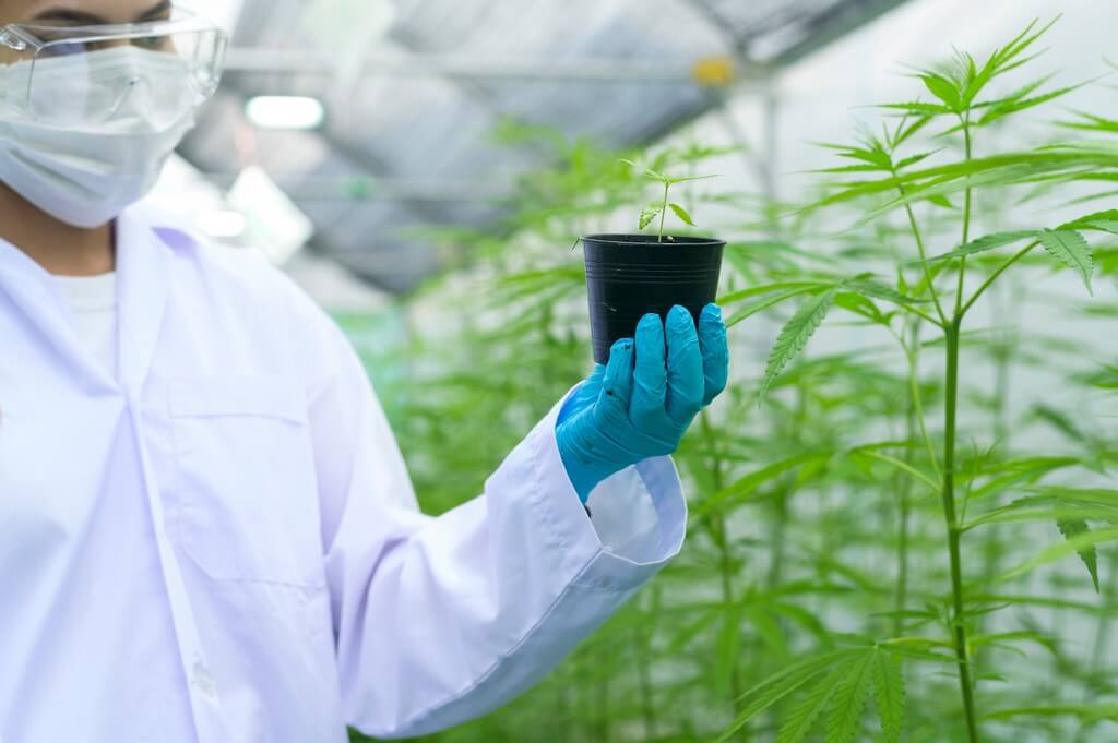 Um cultivador de cannabis verifica as plantas em um ambiente úmido.