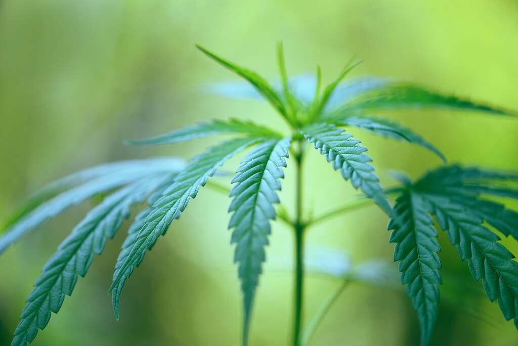 Uma planta de maconha saudável cercada por folhas verdes vibrantes.