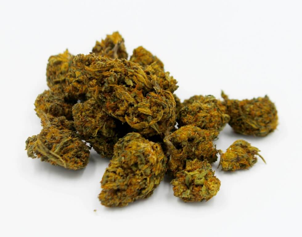 Uma pessoa em um exuberante jardim de cannabis cercada por diferentes cepas.