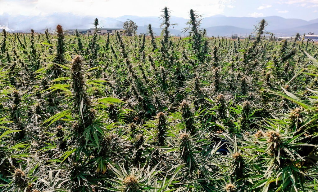 Uma planta de maconha próspera em um solo saudável e cercada de folhagem verde.