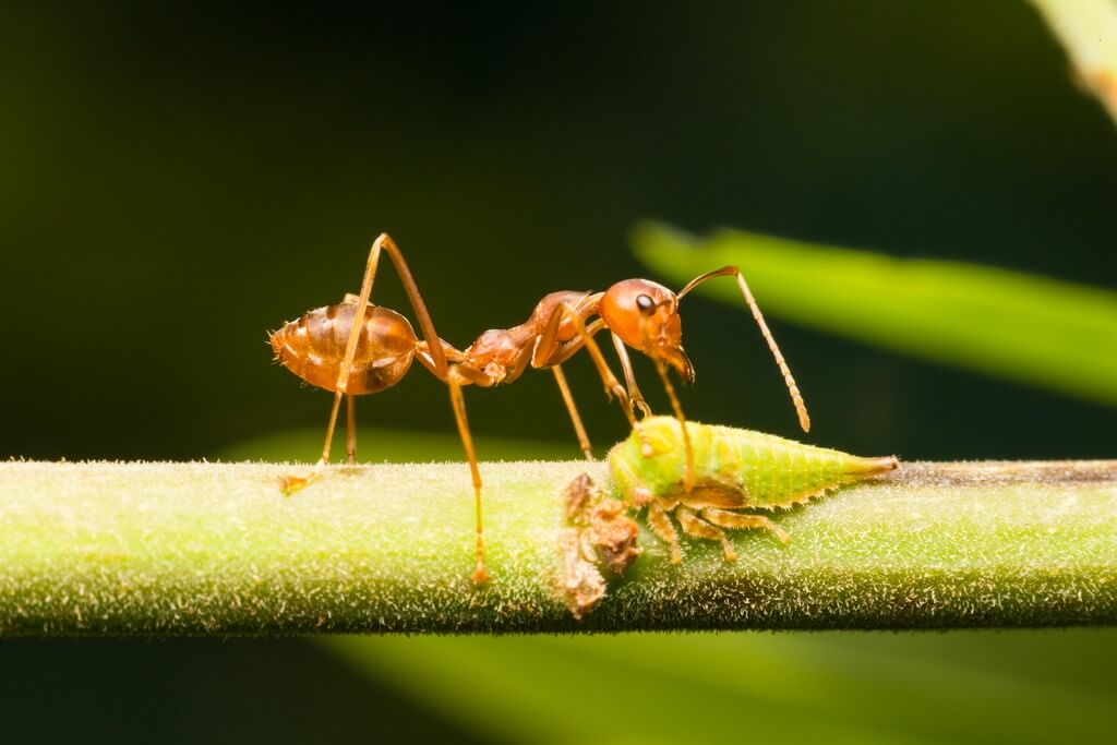 Uma foto de uma trilha de formigas levando a uma planta de cannabis com montes de formigas ao fundo.