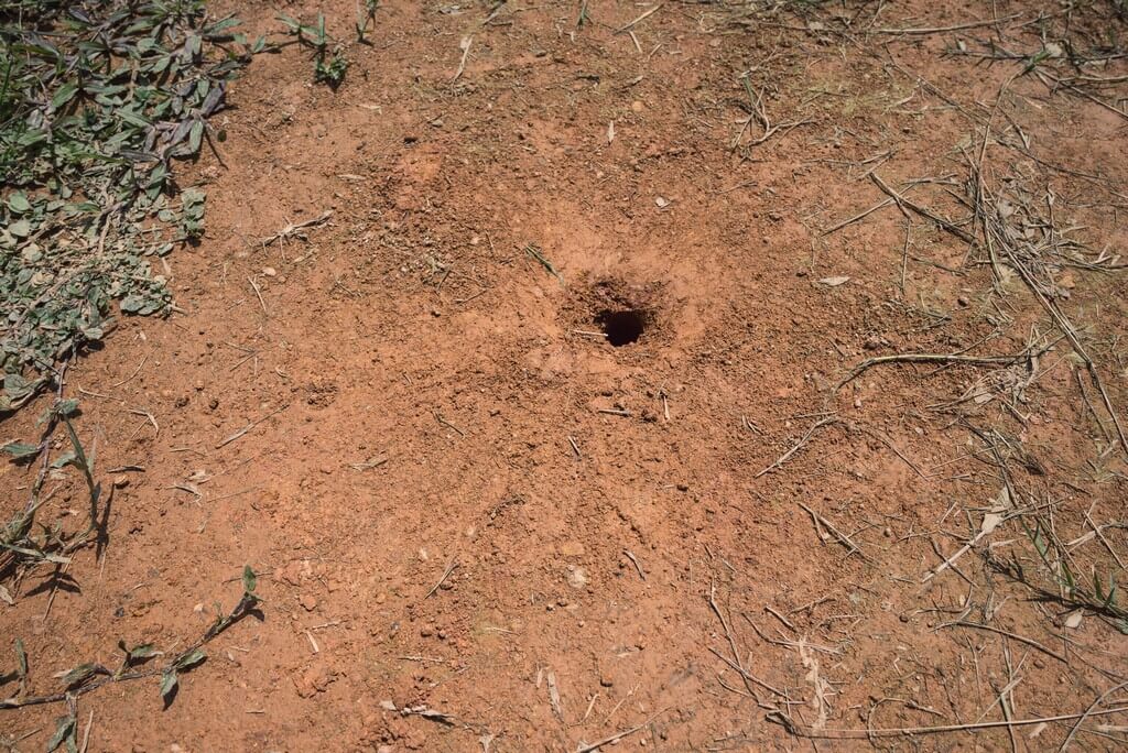 Uma plantação de cannabis com sinais de atividade de toupeiras e gophers.