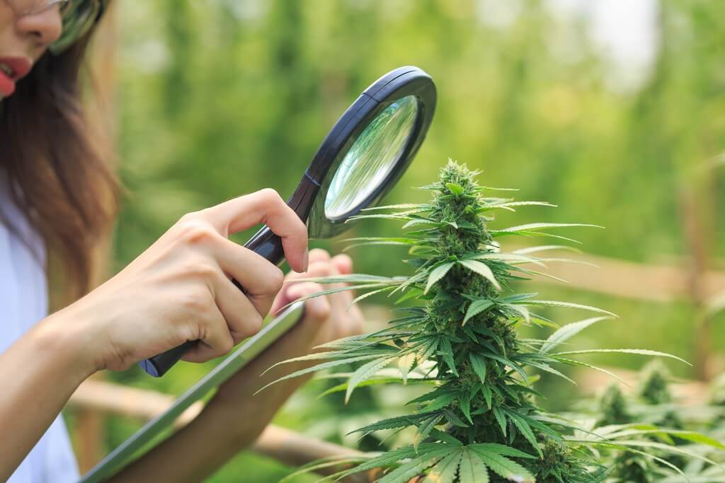 Uma jovem jardineira examina plântulas de cannabis amareladas em um viveiro bem iluminado.