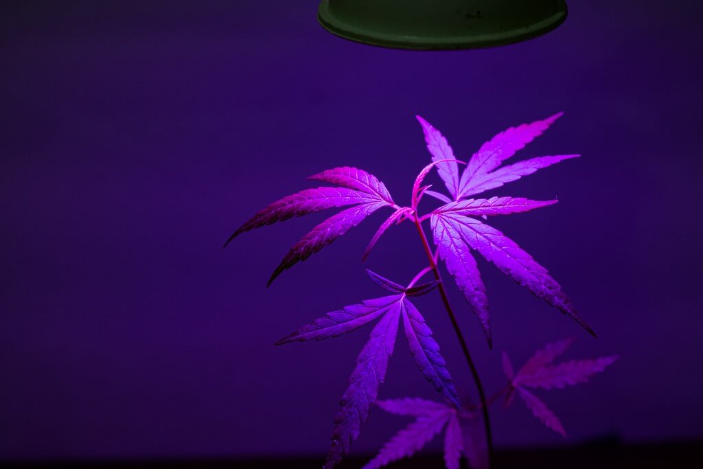 Uma planta de maconha sob luzes LED de cultivo indoor.