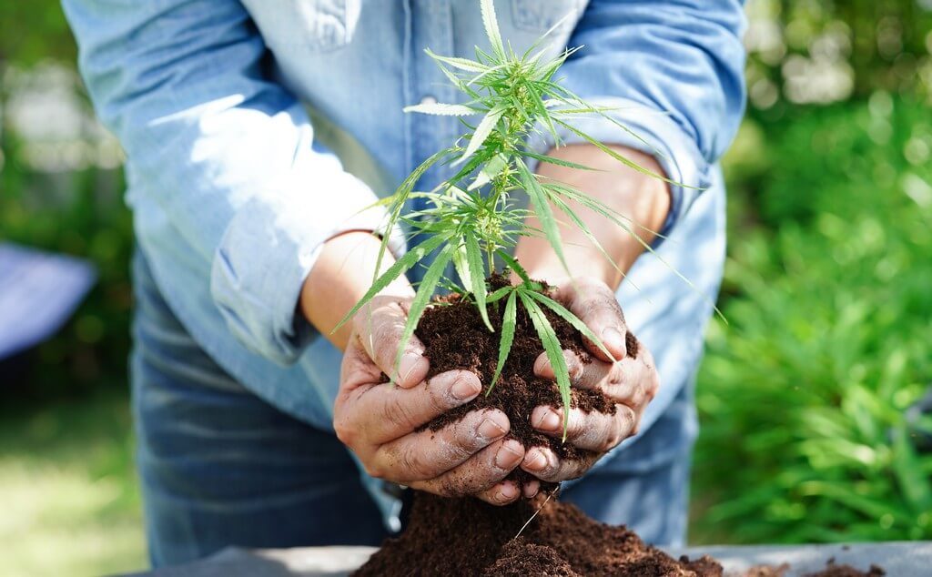 Uma planta de maconha saudável cercada por kits de teste de pH em uma sala de cultivo.