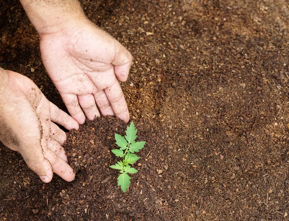 Um agricultor inspeciona o solo saudável em uma plantação de cannabis.