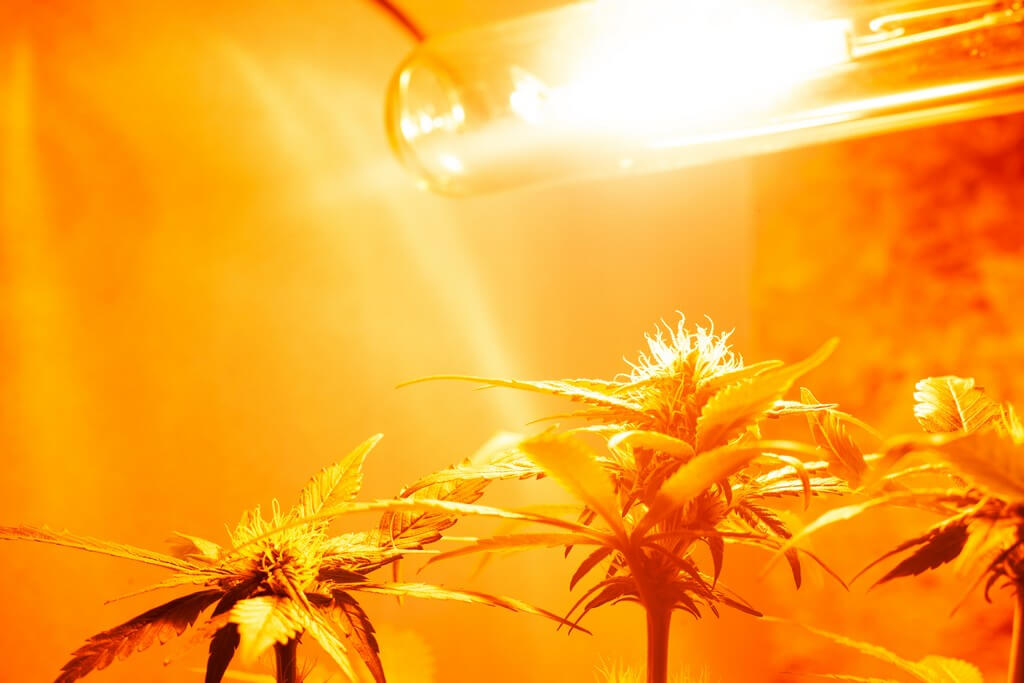 Fotografia de plantas de maconha em interior sob luzes de cultivo.