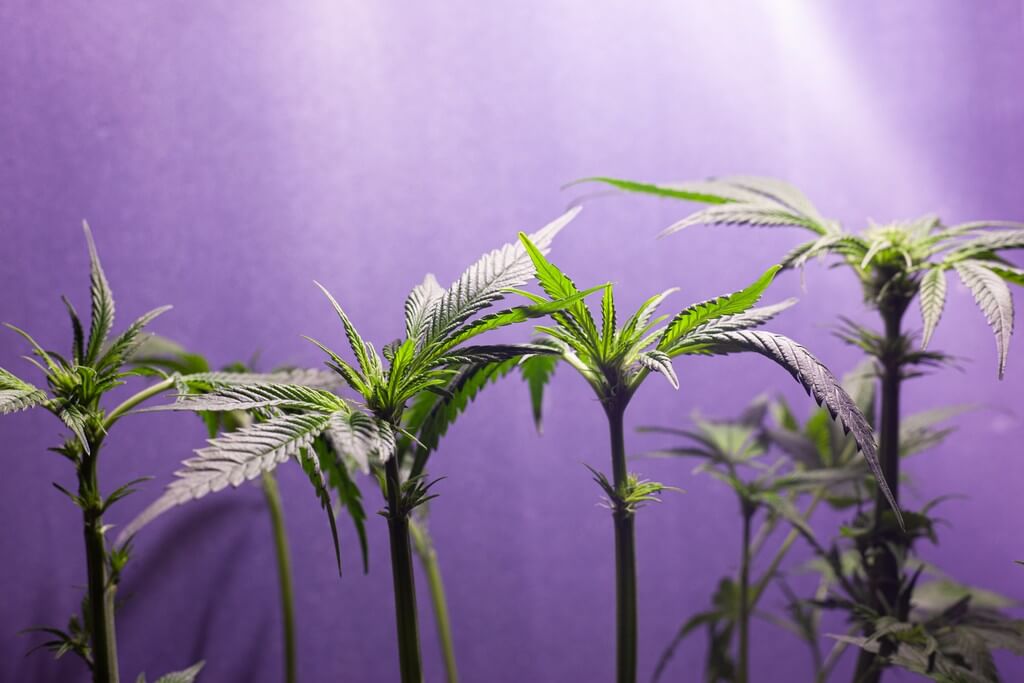 Uma planta de cannabis próspera em uma estufa sob luzes LED vibrantes.