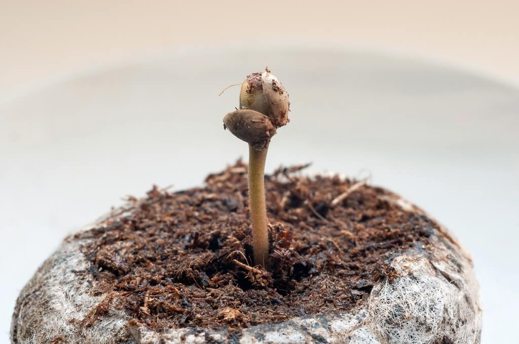 Sementes de cannabis germinando em um ambiente quente e úmido.