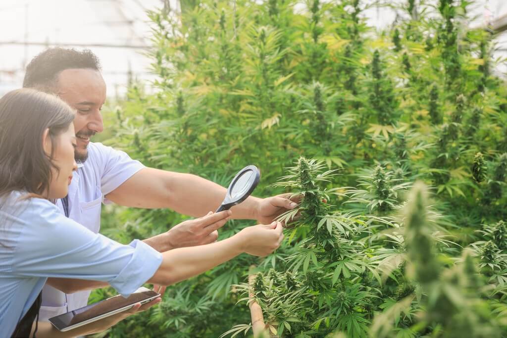 Uma pessoa cuidando de uma variedade de plantas de interior.