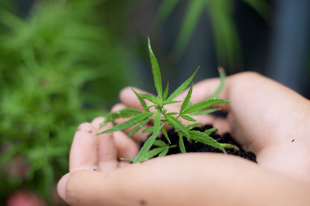 Plantas de cannabis saudáveis crescendo em solo rico, cercadas de vegetação exuberante.