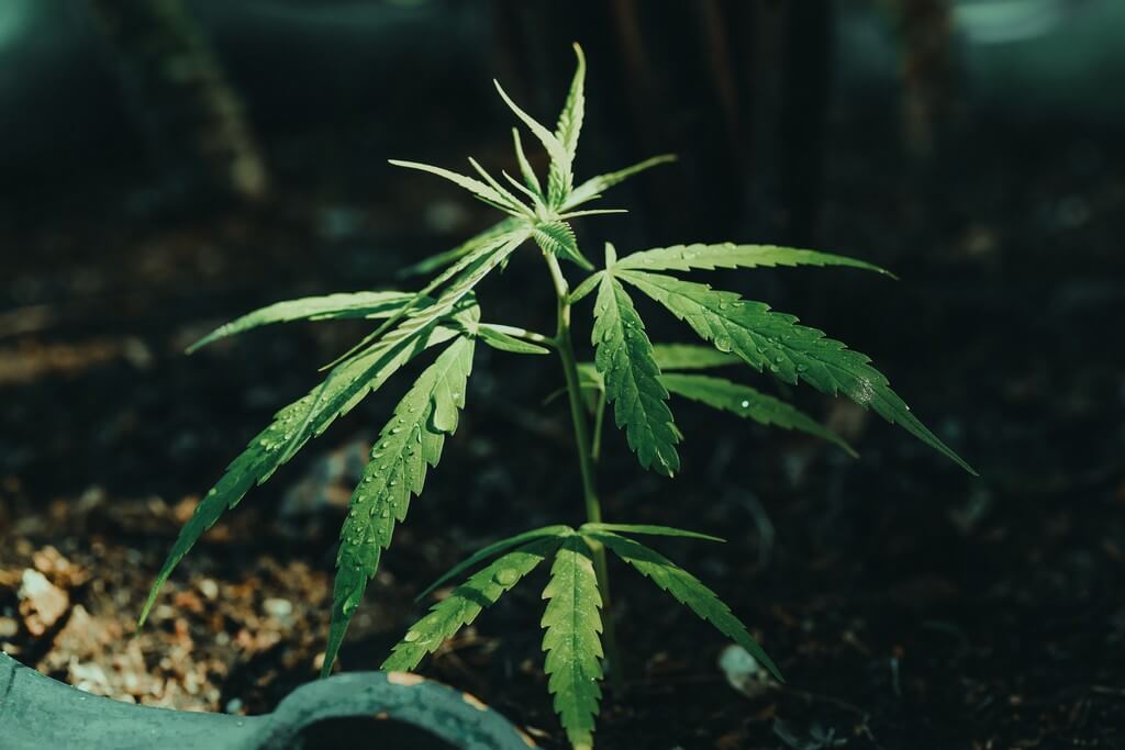 Uma foto de plantas de cannabis sendo regadas em um jardim exuberante.