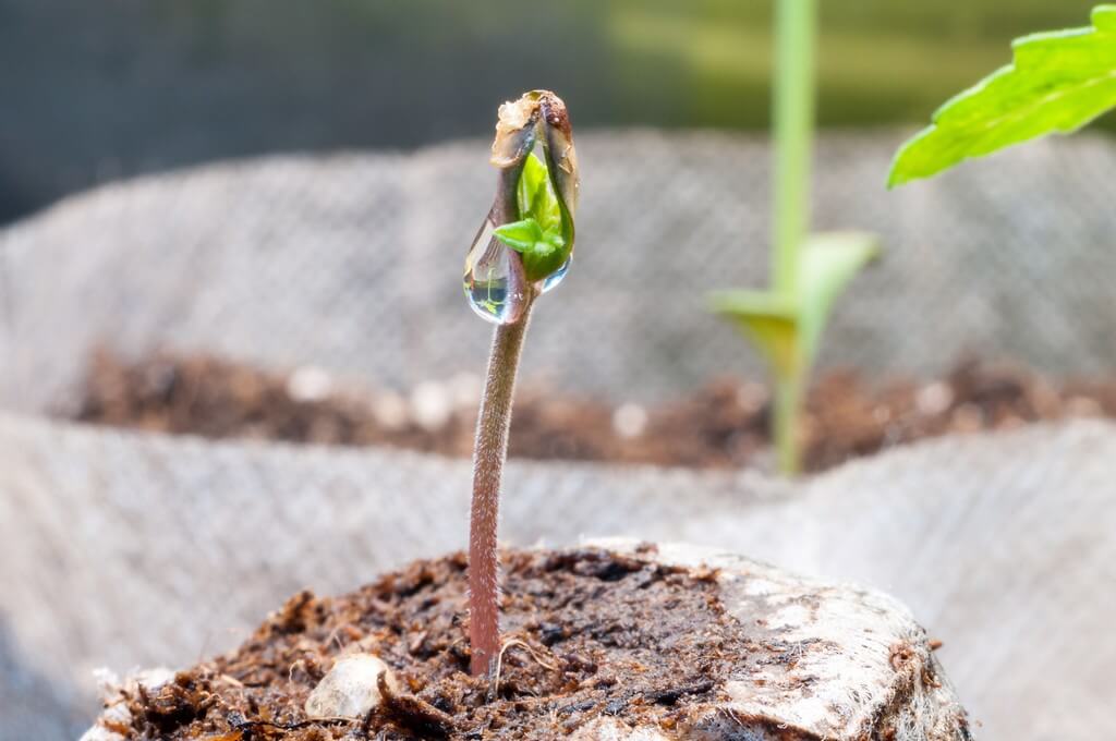 Plantas de maconha rodeadas por
microplásticos no chão.