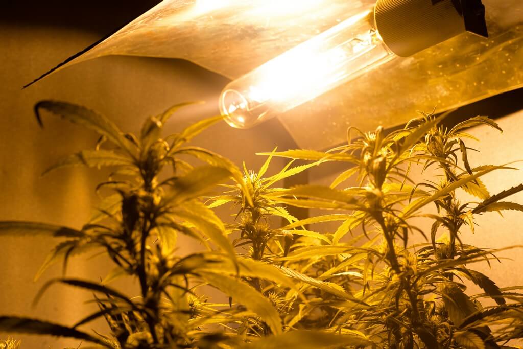 Uma planta de cannabis em crescimento sob luz artificial.