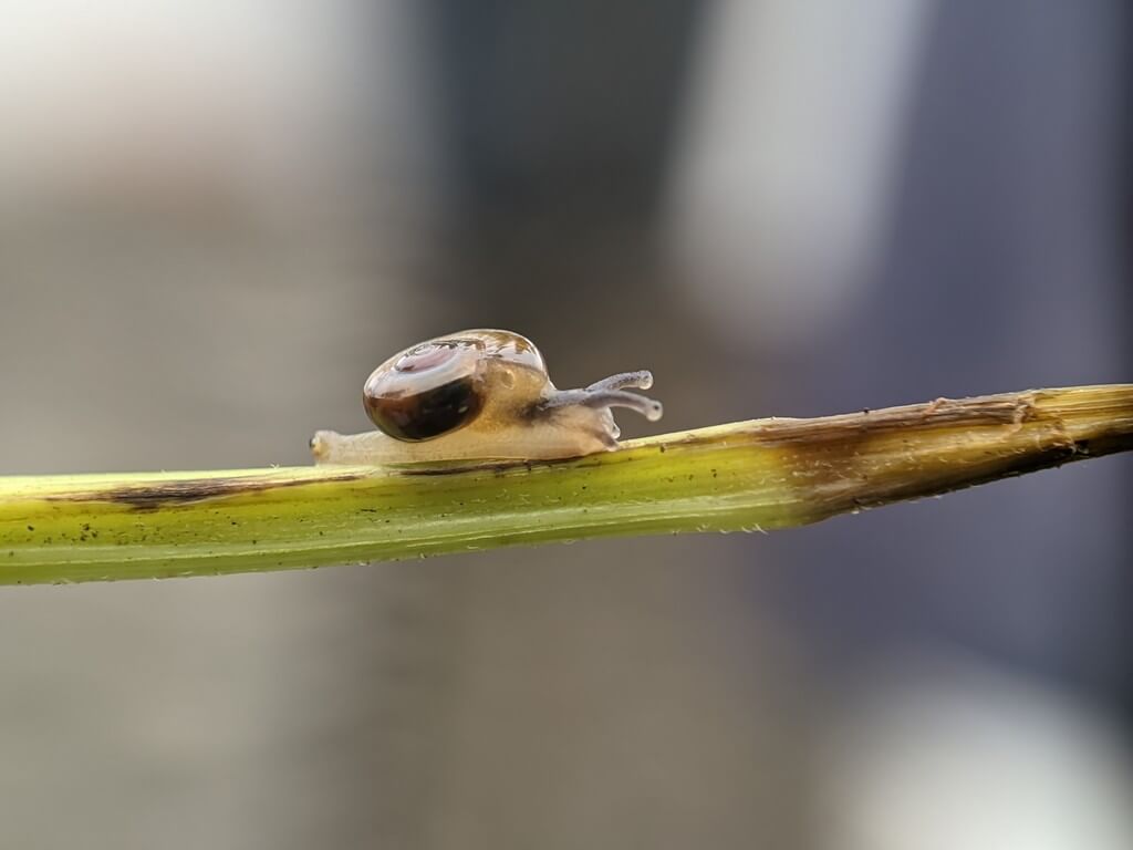 Uma infestação de lesmas e caracóis em um jardim de cannabis à noite.