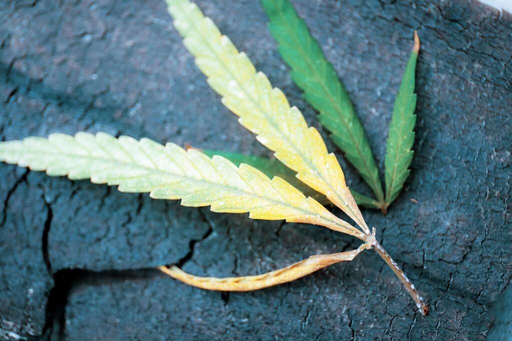 Um especialista em controle de pragas inspeciona plantas de maconha em busca de sinais de infestação de ratos e camundongos.