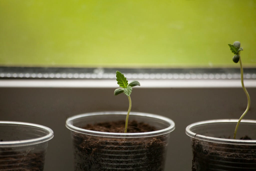 Mudas saudáveis de maconha brotando em solo nutritivo.