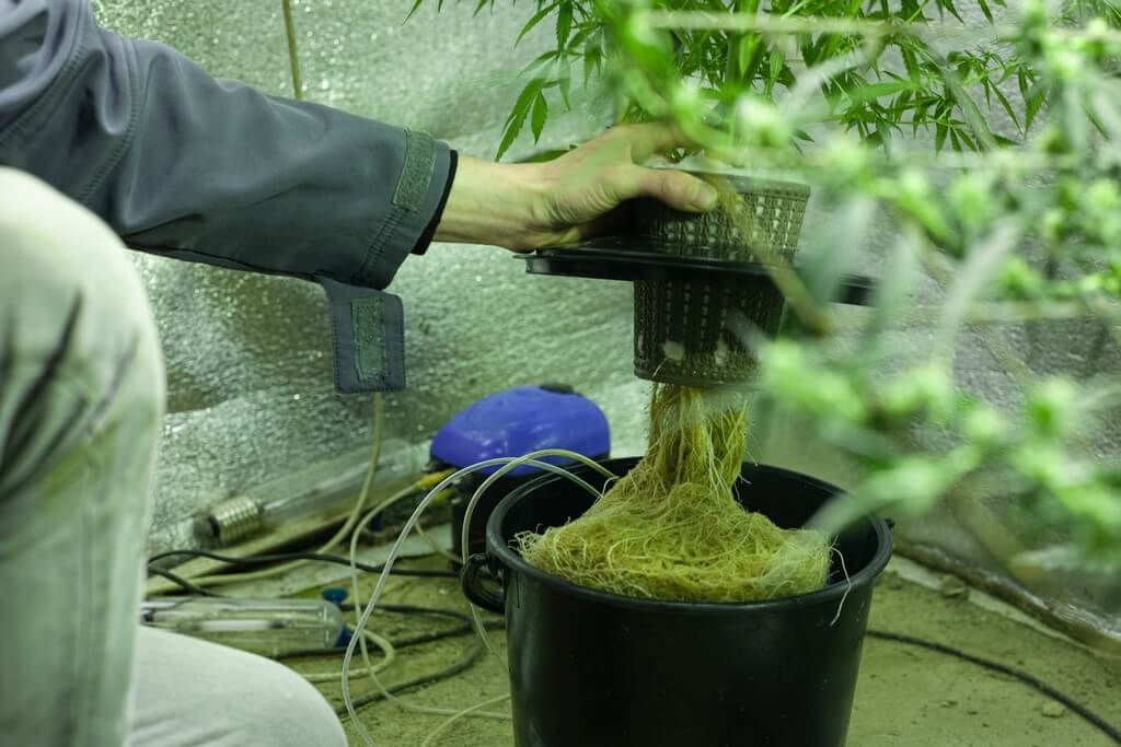 Uma foto de plantas suspensas no ar com raízes visíveis rodeadas de névoa de nutrientes.