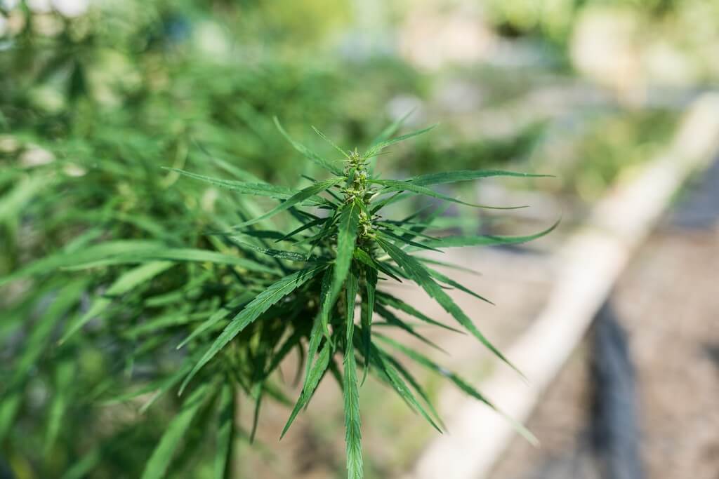 Uma pessoa cuidando de plantas de maconha ao ar livre.