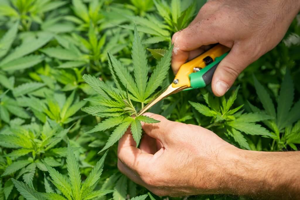 Guia de fimming para crescimento de cannabis