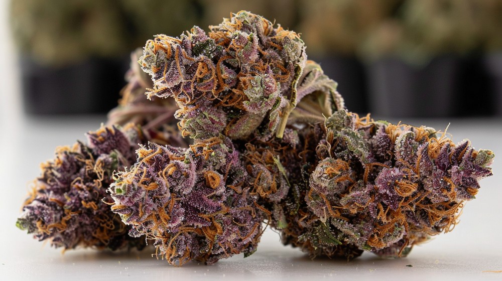 Uma foto de plantas de cannabis Grand Daddy Purple em um exuberante jardim roxo.